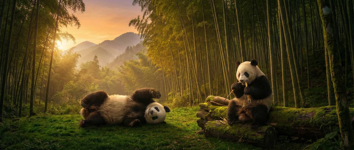 天涯社区动物写真视频社区