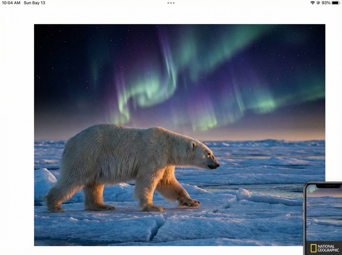 天涯社区北极熊视频